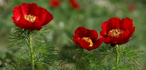 «73 СОКРОВИЩА ЗЕМЛИ УЛЬЯНОВСКОЙ. Аленький цветочек»