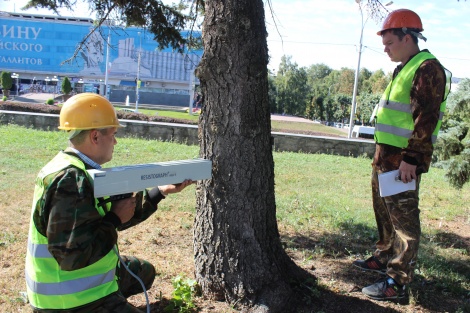 Ленинский мемориал провел обследование елей около здания