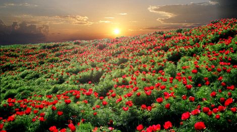 «73 сокровища земли Ульяновской. XV Межрегиональный фестиваль «Дикий пион»»